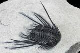 Spiny Leonaspsis Trilobite With Free-Standing Genals #114576-3